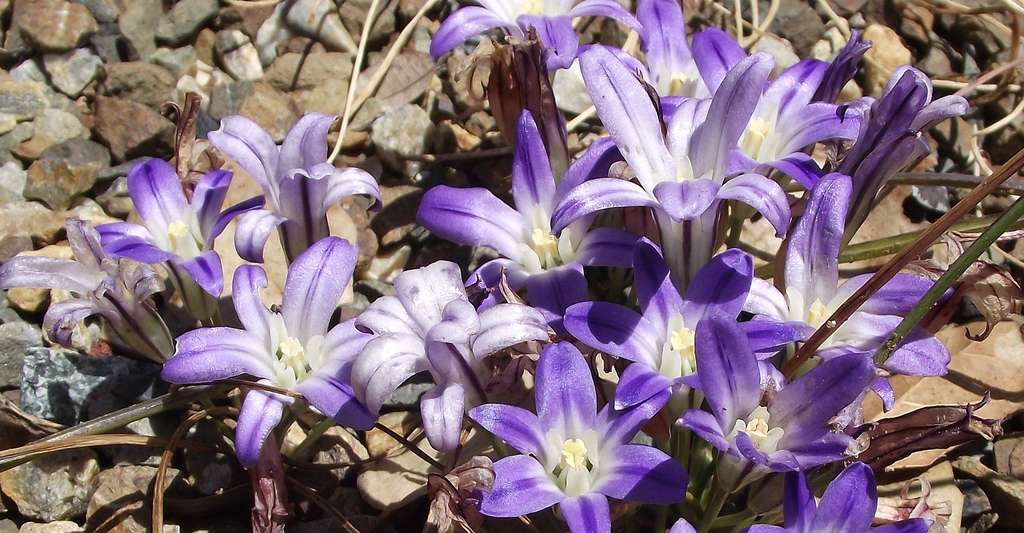 Le Brodiaea Fleur à Bulbe De Soleil Dossier