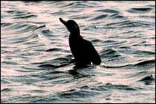 Les canards marins, comme la macreuse noire (Melanitta nigra), utilisent l'effet de sol lorsqu'ils volent au ras de l'eau. © J.P. Moulin Les canards marins, comme la macreuse noire (Melanitta nigra), utilisent l'effet de sol lorsqu'ils volent au ras de l'eau. © J.P. Moulin