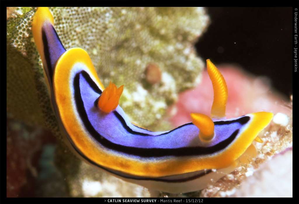 I nudibranchi sono animali marini caratterizzati dalle loro branchie nude. Formano un ordine di molluschi gasteropodi (Nudibranchia). Quello in questa immagine vive sulla Grande Barriera Corallina. © Catlin Seaview Survey, Jayne Jenkins