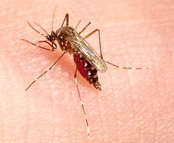 Femelle du moustique Aedes aegypti lors de son repas sanguin. Ce moustique tropical est vecteur de nombreuses maladies humaines telles que la fièvre jaune, la dengue et le Chikungunya. © IRD, N. Rahola