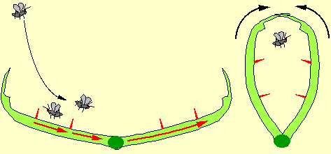 Figure 18. Représentation schématique de la capture d'un insecte par une feuille de Dionée. L'insecte se pose sur les mâchoires (à gauche) et touche des poils sensibles. Ceci produit un signal électrique qui déclenche la fermeture brutale du piège (à droite) et l'insecte est capturé. © Biologie et Mulitmedia