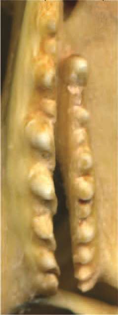 Ces deux rangées de dents de la mâchoire supérieure accueillent entre elles les dents de la mâchoire inférieure lorsque celle-ci est remontée. La nourriture est bloquée. Le mouvement de la mandibule vers l'avant se charge alors de la découper. © Adapté de Jones et al. 2012, Anatomical Record