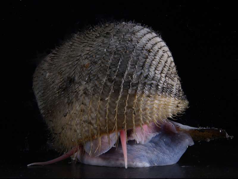 Escargot des sources hydrothermales du Japon Escargot des sources hydrothermales du Japon