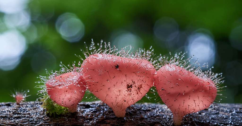 Cookeina tricholoma est un champignon bien étrange. © MDK Studio, Shutterstock