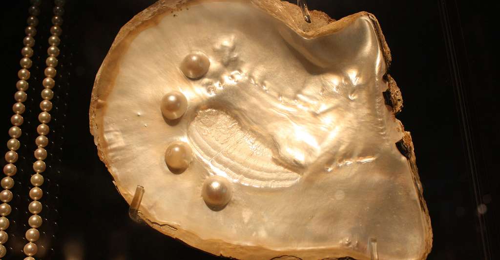 Perles de culture issues d'une huître Pinctada maxima. © The_Wookies, CC by 2.5