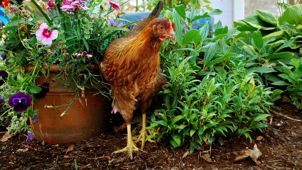 La welsumer, une poule hollandaise La welsumer, une poule hollandaise