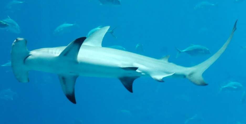 Le grand requin marteau est l’une des 21 espèces de requins du Pacifique sud. Il peut atteindre 5,5 m de long et se distingue du requin marteau par sa grande nageoire dorsale. © Josh Hallet, cc by sa 3.0