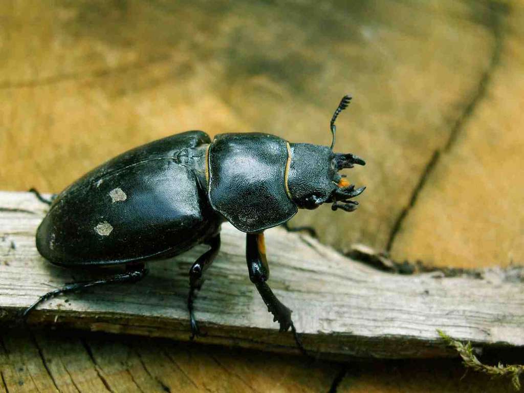 Lucanus cervus - Lucane Lucanus cervus - Lucane