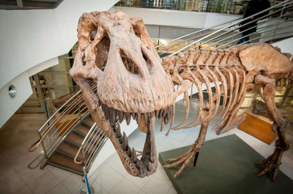 Ce moulage d'un squelette de tyrannosaure est exposé au musée de paléontologie de l'Université de Californie. L'original est préservé au musée des Rocheuses, dans le Montana. Il est issu d'une fouille de 1990. © Keegan Houser, UC Berkeley