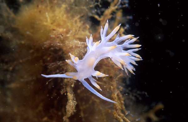 La flabelline blanche La flabelline blanche
