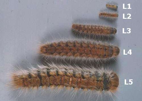 Figure 3 : les différents stades larvaires. © Photo Démolin, DR