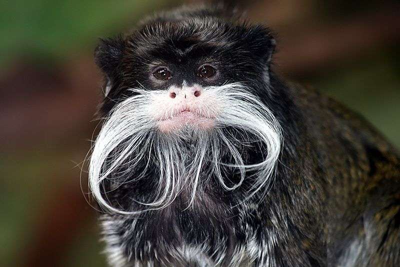 Tamarin Tamarin