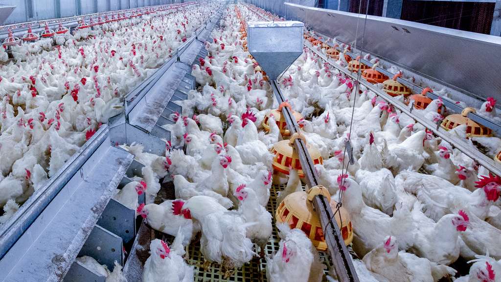  Le taux de mortalité due à la grippe aviaire est très élevé dans les élevages. Pour le moment, le virus ne se transmet pas de l’animal à l'humain, mais une évolution du virus est redoutée. © Chayakorn, Adobe Stock