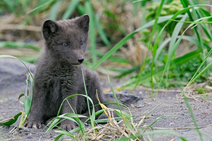 Jeune renard polaire Jeune renard polaire