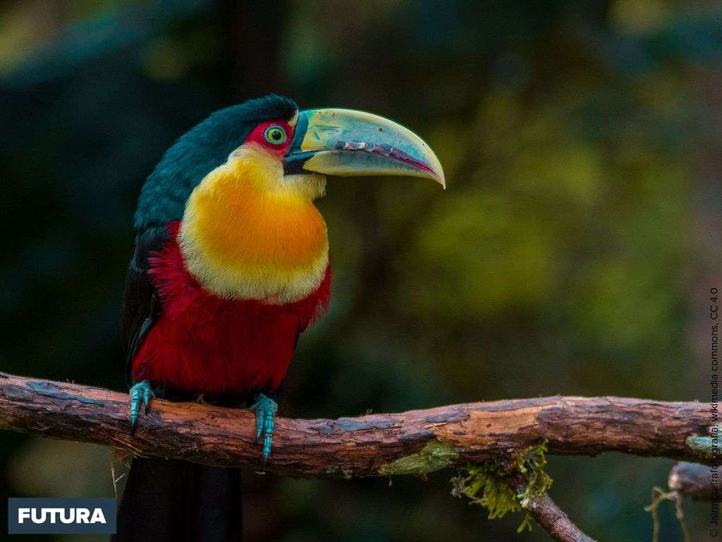 Toucan à ventre rouge vit dans mes forêts humides du sud-est du Brésil Toucan à ventre rouge vit dans mes forêts humides du sud-est du Brésil