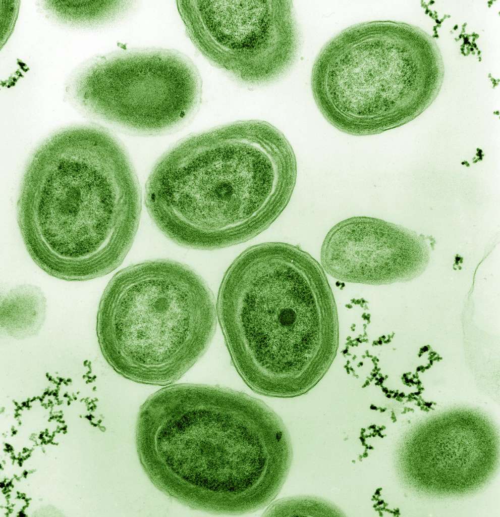 Prochlorococcus est l’organisme photosynthétique le plus abondant sur Terre. © Luke Thompson/Chisholm Lab et Nikki Watson/Whitehead, MIT