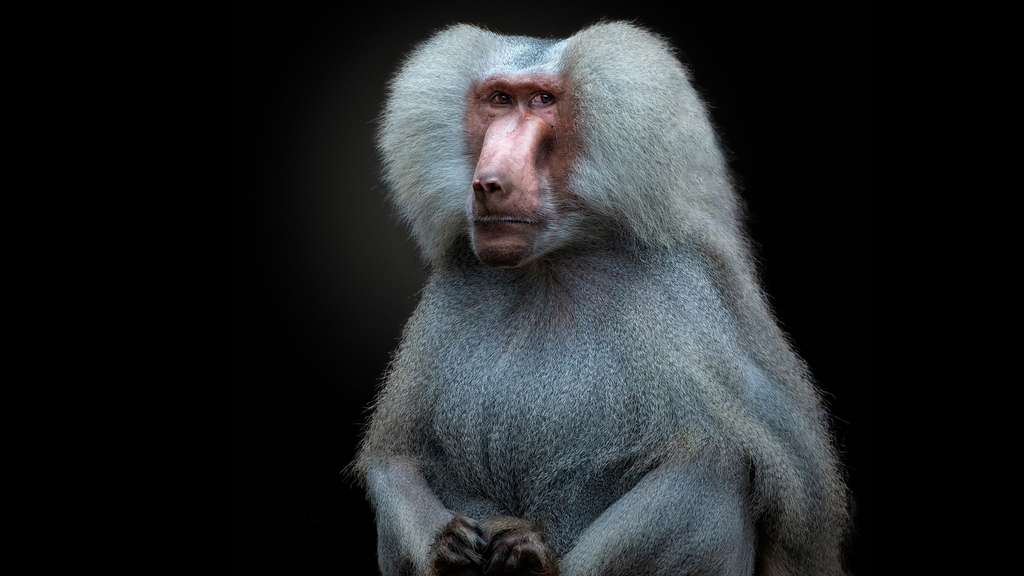 Le Babouin hamadryas, un singe sacré en Égypte Le Babouin hamadryas, un singe sacré en Égypte