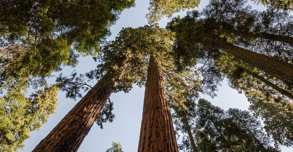 Les arbres géants de la planète forêt. © Tuxyso, Wikimedia commons, CC by-sa 3.0