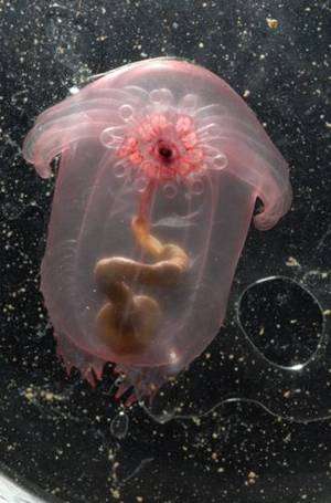 Ce concombre de mer transparent vit à 2.750 m de profondeur dans le golfe du Mexique. Il se nourrit des sédiments riches en détritus. © Larry Maddin / Woods Hole Oceanographic Institution