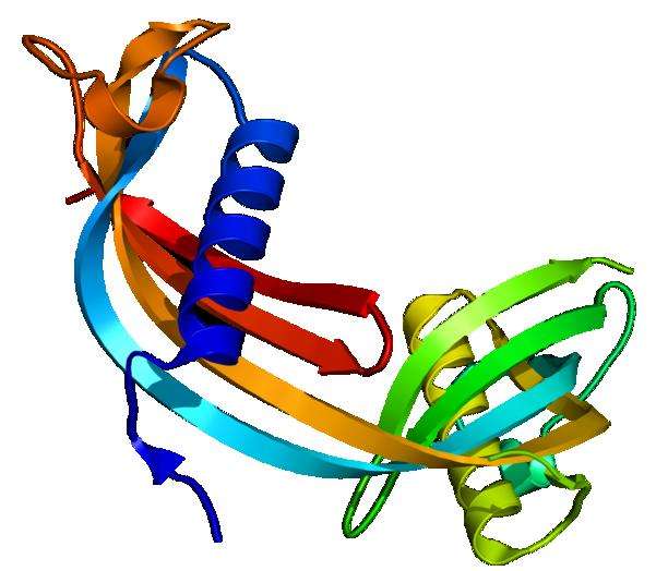 La cystatine, ici représentée dans sa structure tridimensionnelle simplifiée, est une protéine qui peut aussi prédire l'apparition ou la progression de maladies cardiovasculaires et serait également impliquée dans certaines maladies du cerveau comme Alzheimer. © Fvasconcellos, Wikipédia, DP