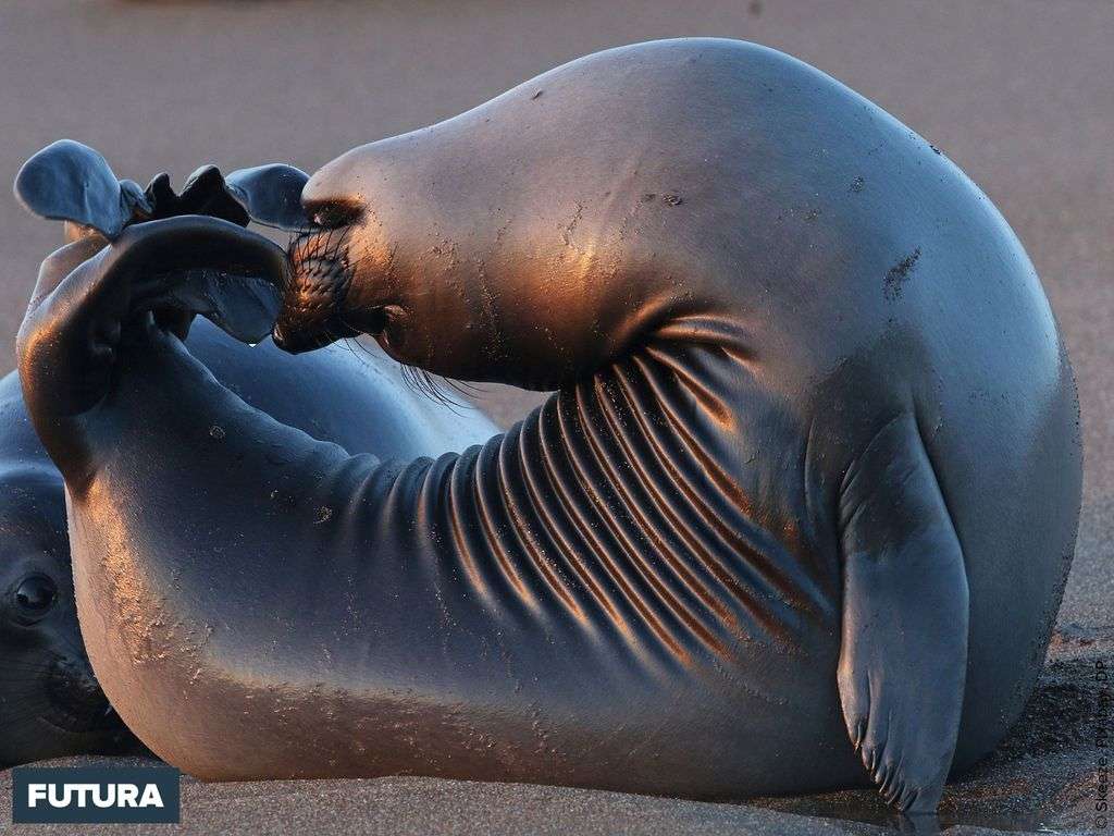 Quelle souplesse pour ce lion de mer aussi appelé otarie de Californie Quelle souplesse pour ce lion de mer aussi appelé otarie de Californie