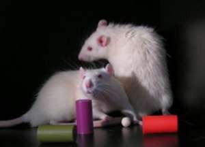 Des jouets colorés mis sous le nez des rats les empêchent de s'endormir. © Giulio Tononi, University of Wisconsin-Madison