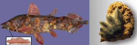 Reconstitution d’un coelacanthe du Crétacé et un fossile découvert dans le Sud de la France (encadré), plaque dentaire de dipneuste du Trias supérieur, © Philippe Wagneur, MHNG
