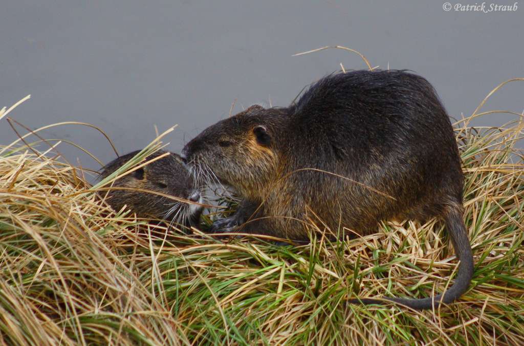 Definition Ragondin Castor Des Marais Myocastor Coypus Futura Planete