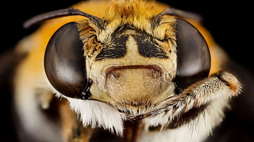 Une abeille Amegilla d'Afrique du Sud Une abeille Amegilla d'Afrique du Sud