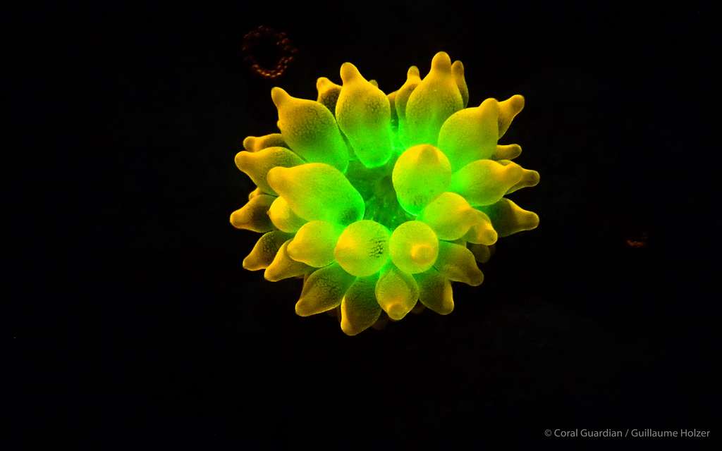 Entacmea quadricolor est une anémone fluorescente abritant souvent le fameux poisson clown. © Guillaume Holzer, Coral Guardian - Tous droits réservés, reproduction interdite