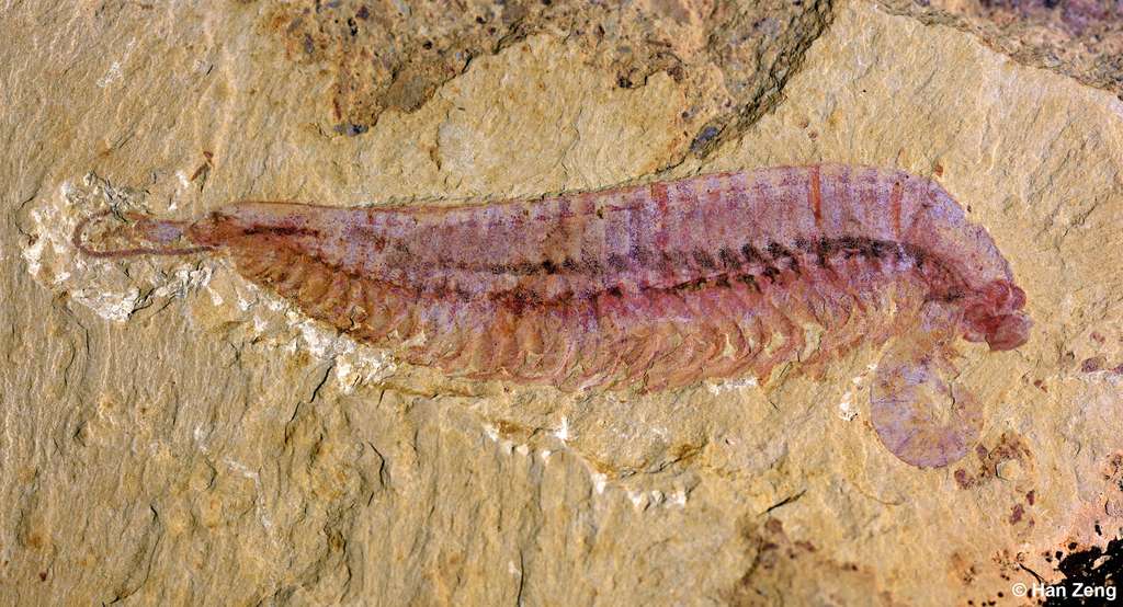 Le fossile de Kylinxia découvert dans la province de Yunnan. © Zeng Han