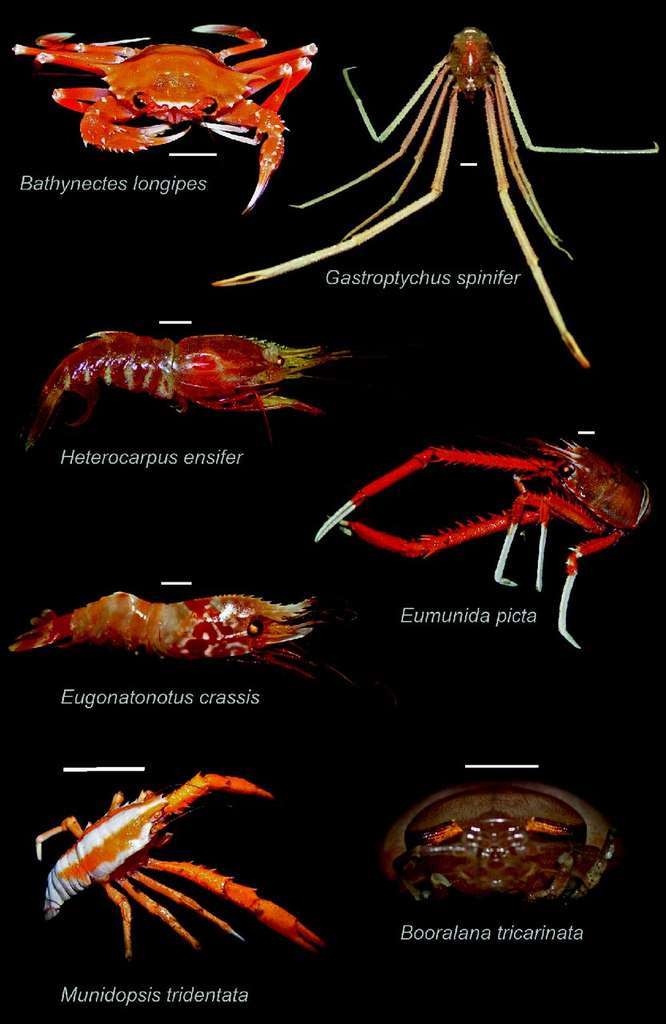 Ces 7 crabes ont été récoltés à plus de 500 m de profondeur dans le golfe du Mexique. Deux d'entre eux, Eumunida picta et Gastroptychus spinifer, peuvent voir les ultraviolets (UV). Ils possèdent pourtant les mêmes pigments photosensibles que les autres. © Frank et al. 2012, Journal of Experimental Biology