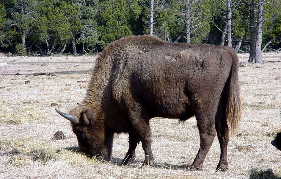 Bison du parc de la Margeride. © F Lamiot, GNU Free Documentation License, version 1.2