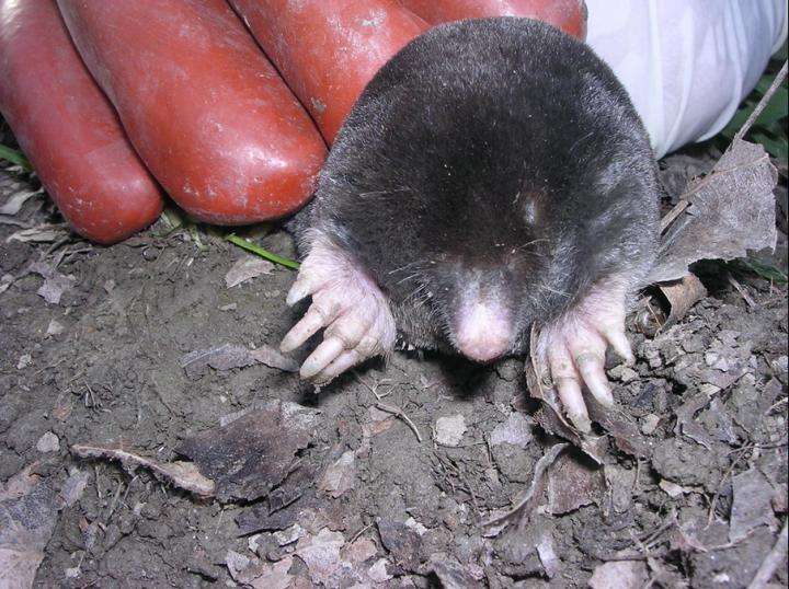 Pourquoi Les Taupes Femelles Ne Sont Elles Pas De Vraies Femelles