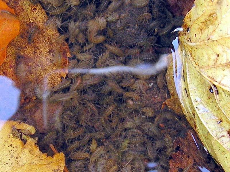 Les gammares européens d’eau douce (Gammarus pulex) peuplent les rivières et les plans d'eau relativement propres des régions calcaires en Europe, où ils peuvent vivre en grand nombre. Ils servent de nourriture pour de nombreux organismes aquatiques. © MdE, Wikimedia Commons, cc by sa 3.0