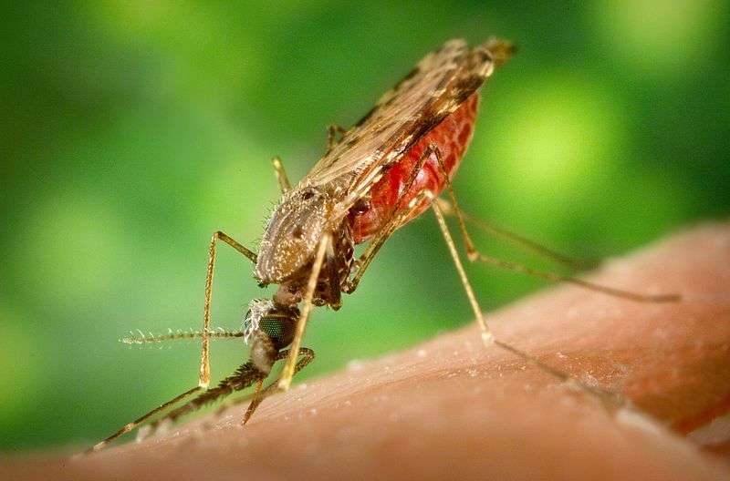 Le moustique transmet le parasite par sa salive ou le récupère dans le sang de la piqûre. Le protozoaire passant chez l'insecte se trouve sous sa forme sexuée. Si l'on entrave cette transmission, une épidémie pourra être enrayée. © CDC, Jim Gathany, domaine public