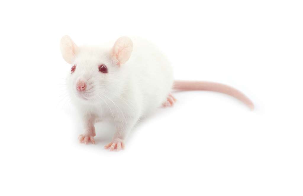 L’augmentation des cas de cancers n’a été observée que chez les rats mâles. © Pakhnyushchy, Shutterstock