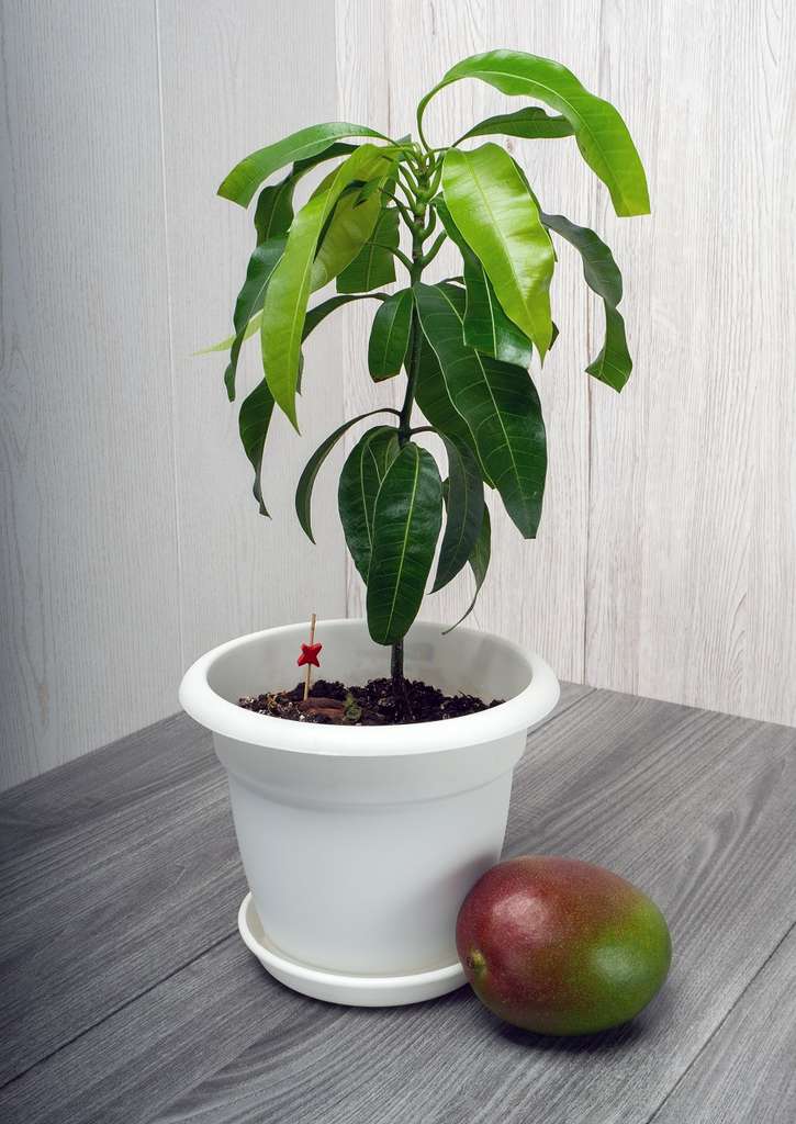 Le manguier comme jolie plante d'intérieur. © elzloy, Adobe Stock