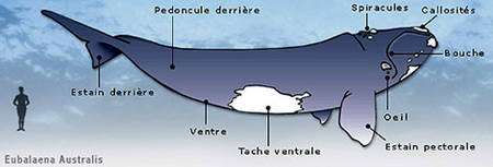 Anatomie externe de la baleine franche australe, Eubalaena australis, un cétacé. © Wikipedia