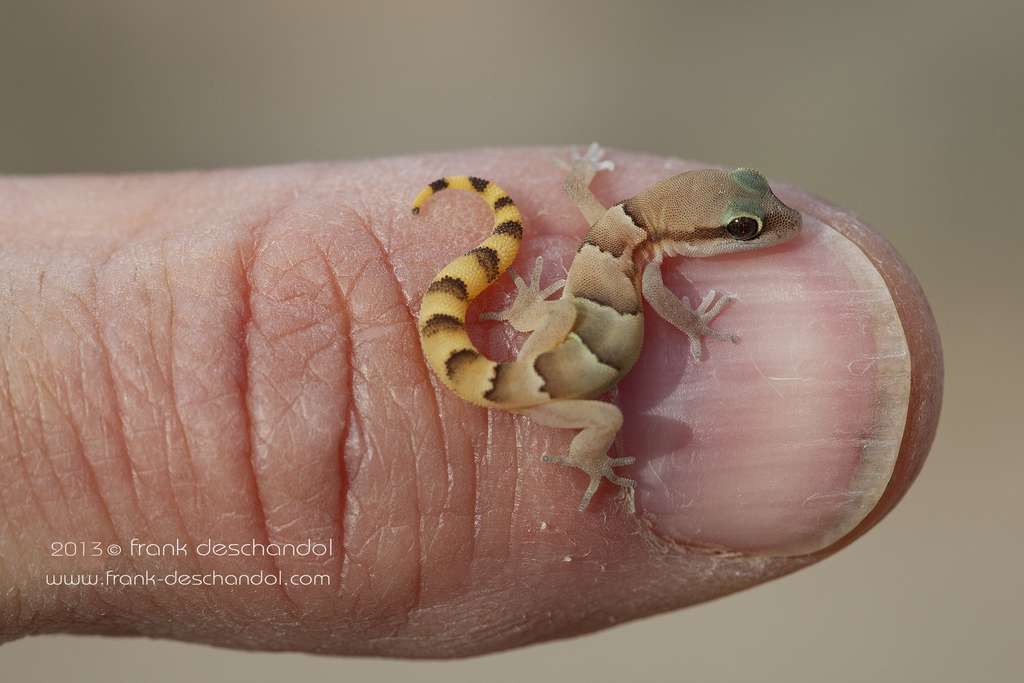 Le Microgecko latifi est un petit lézard, pouvant mesurer jusqu'à sept centimètres de long. Il se trouve principalement en Iran. © Frank Deschandol