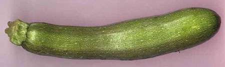 Fruit consommable de courgette. Le pédoncule du fruit est à gauche et la trace de l'insertion des pièces florales, disparues à ce stade, est à l'extrémité opposée, à droite. © B.Media, DR Fruit consommable de courgette. Le pédoncule du fruit est à gauche et la trace de l'insertion des pièces florales, disparues à ce stade, est à l'extrémité opposée, à droite. © B.Media, DR