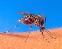 Le moustique vecteur du virus (Crédits : US Department of Agriculture)