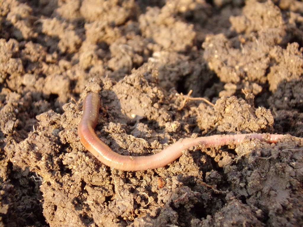 Les organismes vivants dans les sols en font une couche « vivante ». © natform, Pixabay