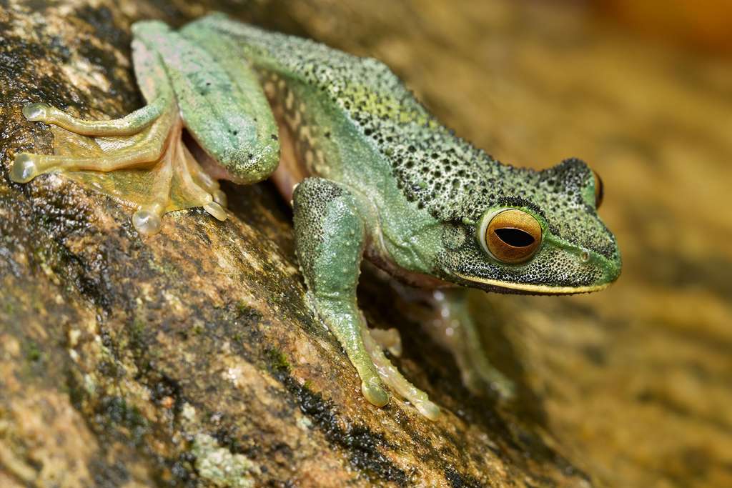 Boophis albilabris, la grenouille aux lèvres blanches Boophis albilabris, la grenouille aux lèvres blanches