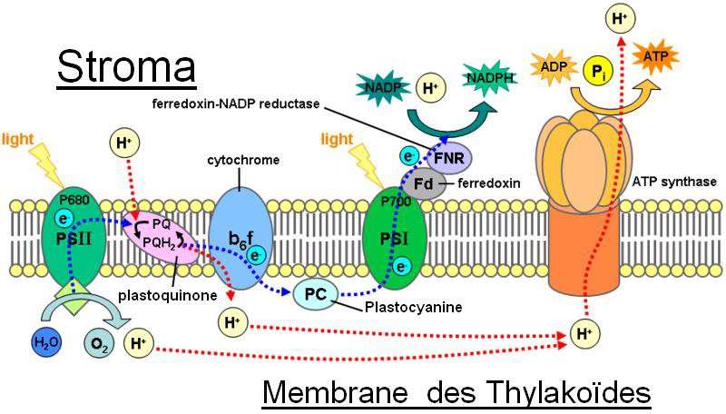C’est au cœur des feuilles, dans les chloroplastes, sur les membranes de structures appelées thylakoïdes que l’énergie de la lumière est absorbée par des groupements complexes de protéines et de pigments (PSII et PSI en vert). Cette énergie, convoyée sous forme de charges électriques par les ions H+, est utilisée lorsque ceux-ci traversent une grosse protéine (en orange) qui sert de catalyseur : à partir d’un substrat, elle va former de l’ATP, le carburant de la cellule. © Tameeria, Wikipedia, domaine public