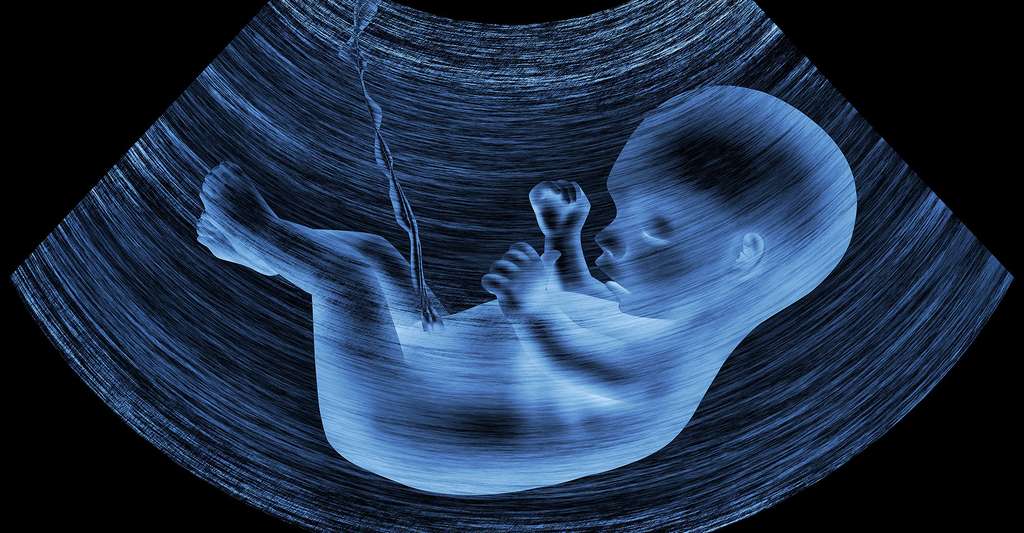 Durant la grossesse, le fœtus se développe, mois après mois. © Zffoto, Shutterstock