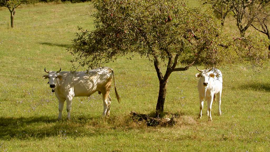 Chianina, la plus grande race bovine domestique Chianina, la plus grande race bovine domestique