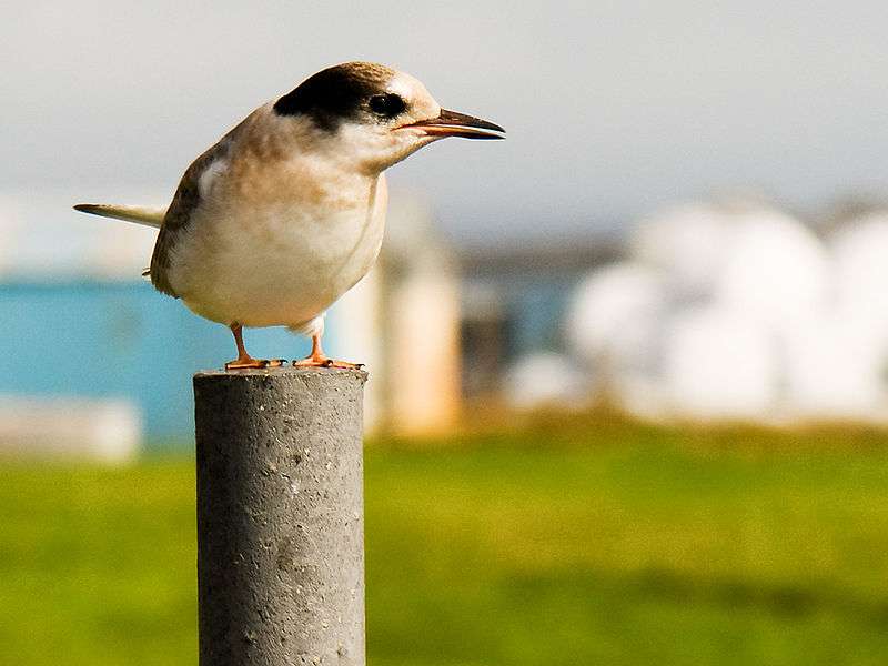 Définition | Sterne arctique - Sterna paradisaea | Futura Planète