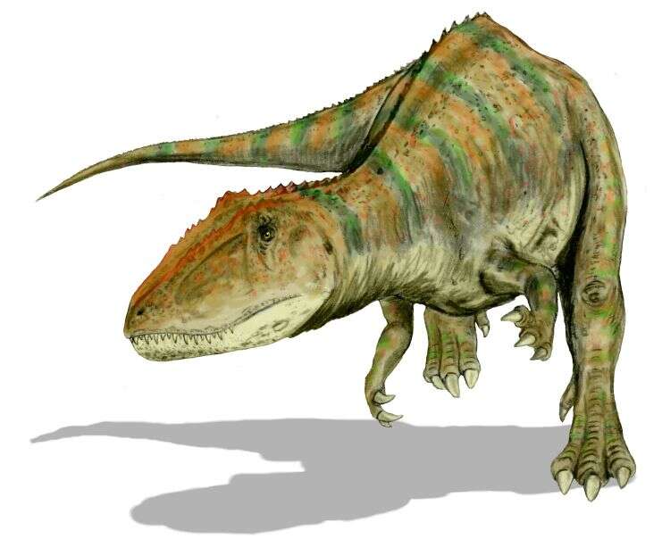 Le carcharodontosaure, un lézard aux dents de requin Le carcharodontosaure, un lézard aux dents de requin