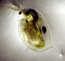 La daphnie est un petit crustacé (de 1 à 5 millimètres) faisant partie de la famille du zooplancton. © Wikimedia Commons